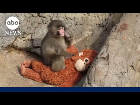 'Punch' the monkey making new friends