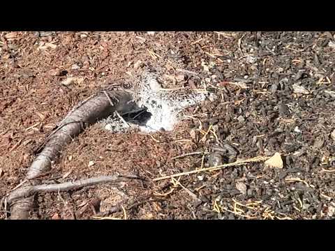 In Ground Yellow Jackets Nest by the Parking Lot in Marlboro, NJ