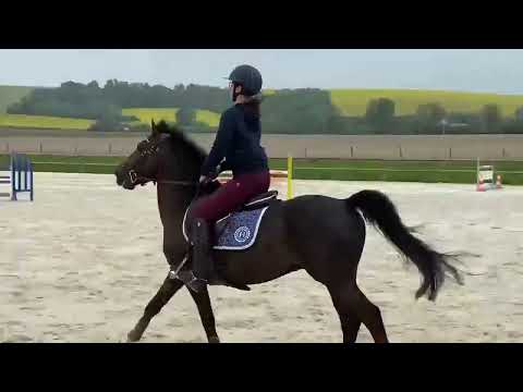 Entire French Saddle Pony For sale 2012 Liver chestnut