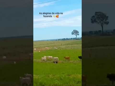 Fazenda em Icaraima-Paraná ✨🇧🇷 ✨