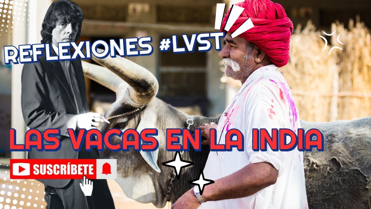 ¡IMPERDIBLE!  REFLEXIÓN ÚNICA DE ALEJANDRO DOLINA: TODA LA VERDAD ACERCA DE LAS VACAS EN LA INDIA