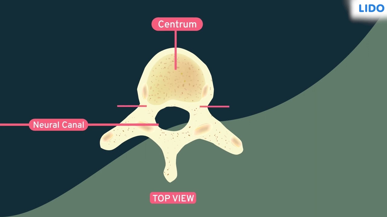 Vertebra and Vertebral Column | Skeleton Movement and Locomotion | Class 9 Science ICSE