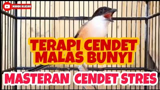 Download lagu TERAPI CENDET MALAS BUNYI | TERAPI CENDET STRES | MASTERAN CENDET TERBAIK mp3