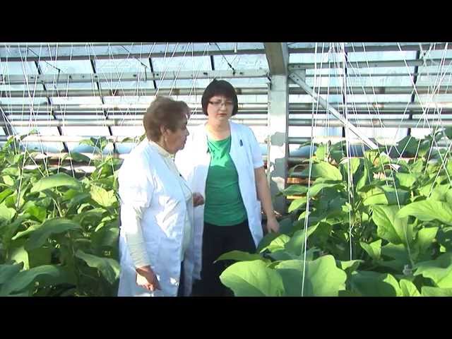 «Академия на грядках» 11 марта 2015