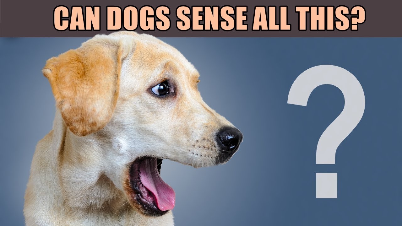 10 Amazing Things Dogs CAN SENSE (and You’d Never Guess!)