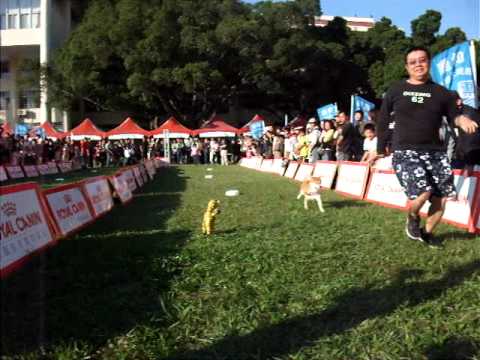 中興大學寵物嘉年華 & PUMA障礙賽(原發表者:台中小賴)(影片)