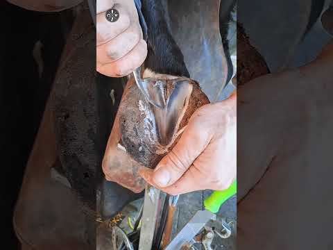 Satisfying Hoof Trimming #shorts #hooftrimming #satisfying #hoofcare #horseshoeing #thefarrierlife