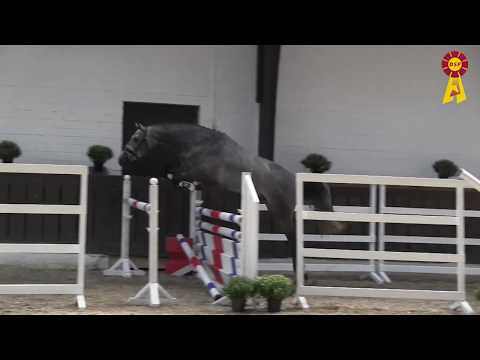 40. Hickstead White - Chico's Boy