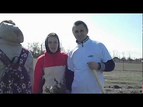 Livezile Timis Plantari 2012-2