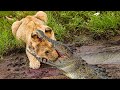 Giant Nile Crocodile Attacks Lion To Reclaim Stolen Prey, Terrible Tragic Ending Happened Suddenly!