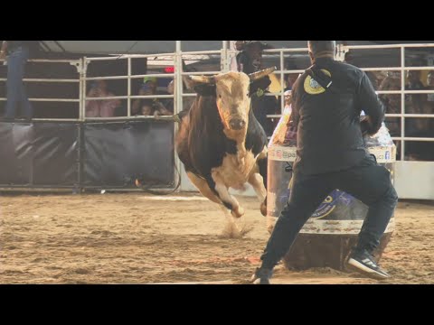 ACCESS DENIED, Bull catches PHOTOGRAPHER in his DEBUT in Votuporanga