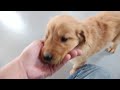 Golden Retriever dogs for sale: Dusty - Video 1