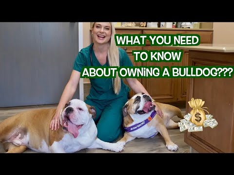 Owning a Bulldog? | What you Need to Know!