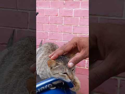 Jaggi with cat #cat #jaggi #lachragarh #bano #jharkhand