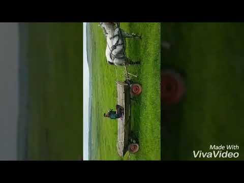 Cai  lui ionut mariniuc