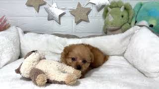 ハーフ犬の動画01