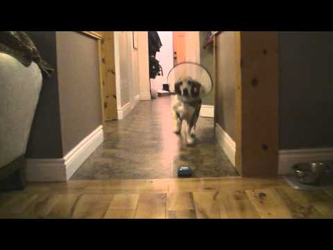 Willow's rough week...