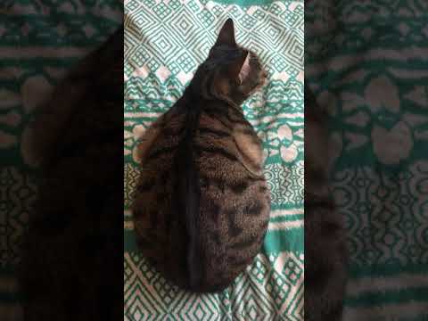Cat having hiccups or burping or another kind abdominal contractions after meal