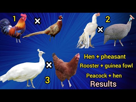 chicken and pheasant | rooster and guinea fowl | white peacock and hen cross breed result