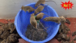 Mouse trap video \ Trap with a plastic bucket \  The simplest and most effective homemade mouse trap