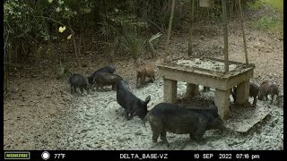 Wait for your shot - The full video - Hog Hunting in Georgia