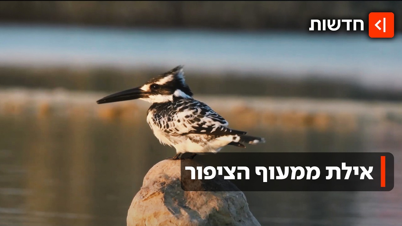 חצי מיליארד ציפורים בשנה: פנינת הצפרות הנדירה בעיר הדרומית בישראל