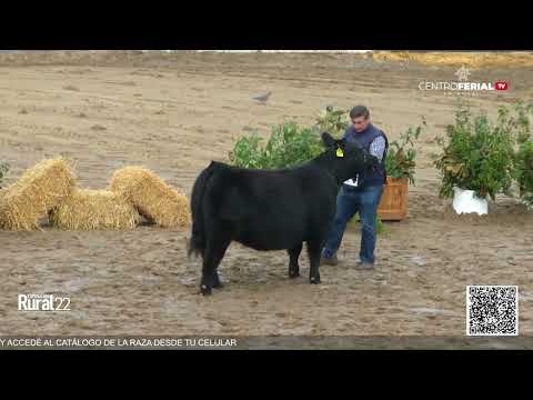 28-07-22  -Jura de Hembras Angus - Expo. Palermo 2022 - Parte 1 - Mañana