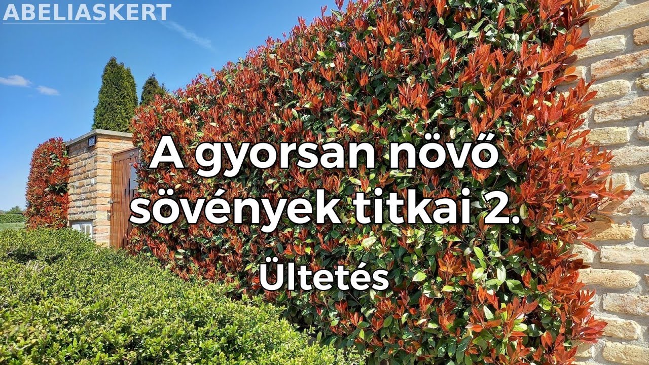 A gyorsan novő sövények titkai - 2. Ültetés