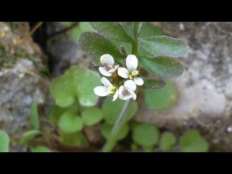 Cardamine irsuta (hierba medicinal)