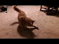 Sammy Plays Fetch In His Own Way Sammy The Orange Tabby Cat