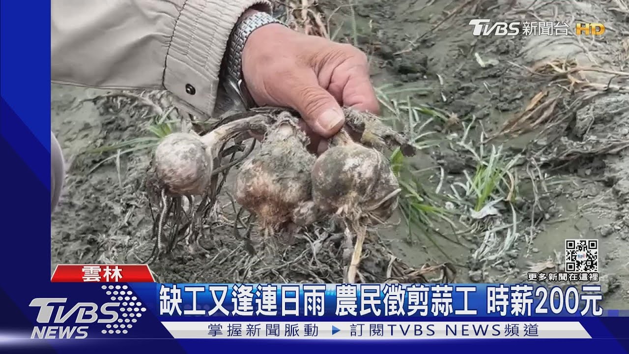 缺工又逢連日雨 農民徵剪蒜工 時薪200元