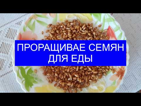 ПРОРАЩИВАНИЕ СЕМЯН ДЛЯ ЕДЫ.