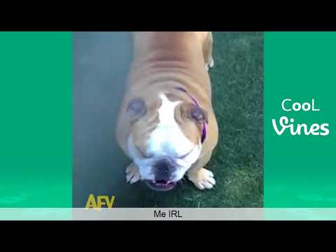 Try Not To Laugh Challenge Funny Cat Dog Vines compilation 2017 1