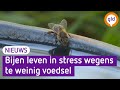 Bijen krijgen suikerwater