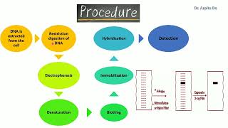 #biotechnology #southernblotting #kset #lifescience
