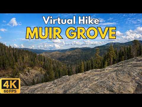 Muir Grove 4K POV Hike | Giant Sequoias & Granite Dome | Sequoia National Park | Treadmill Walk