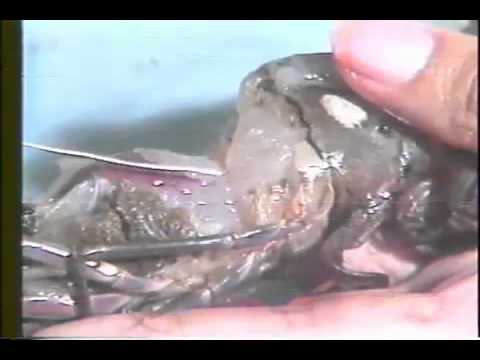 Biology and Ecology of Penaeus monodon 1 2