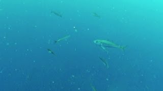preview picture of video '海釣りfishing ウキ下の魚アジ 網代港 3/6 5月16日 カゴ釣り'
