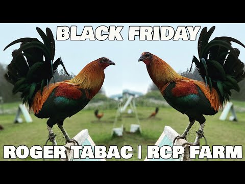 ROGER TABAC RCP FARM Beautiful White & Black Birds | Farm Visit