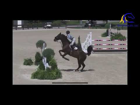 Horse Video Thumbnail