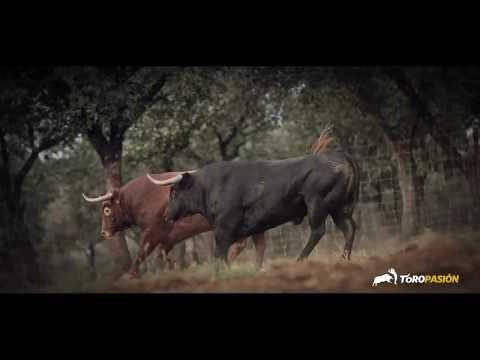 Gran FINAL del Campeonato de España de recortadores, LAS VENTAS - 6 octubre 2019