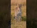 Morning With Akira Leopard WildlifeDiaries Akira
