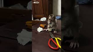 Mary loves his milk bottle monkey #mary #mary