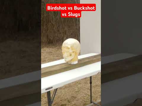Birdshot vs Buckshot vs Slugs!