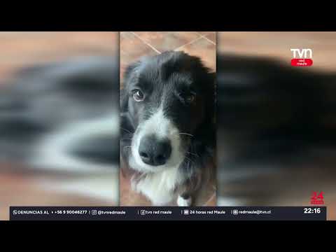 Muerte de mascotas en Lago Vichuquén | 24 Horas TVN - Red Maule