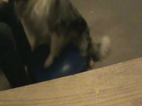 Merlin - balance training 1.wmv