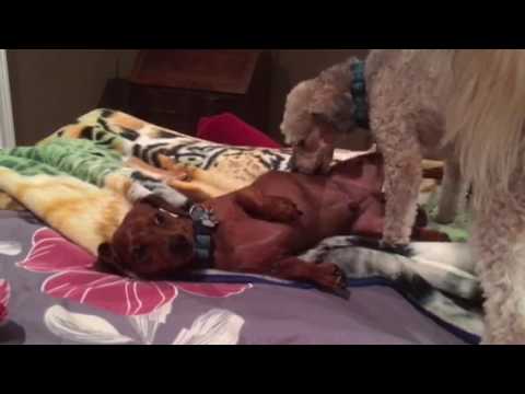 Dog licking dog ▶2:01