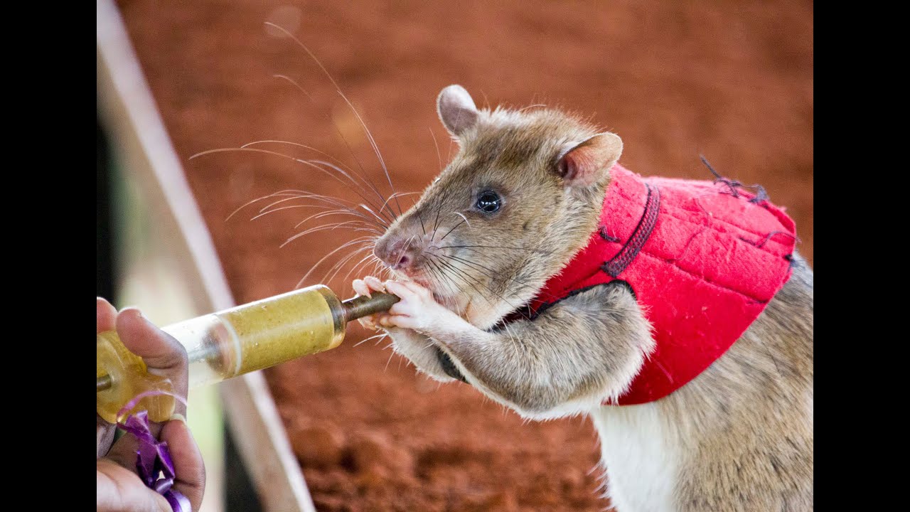 Training HeroRATs to detect illegally trafficked wildlife.