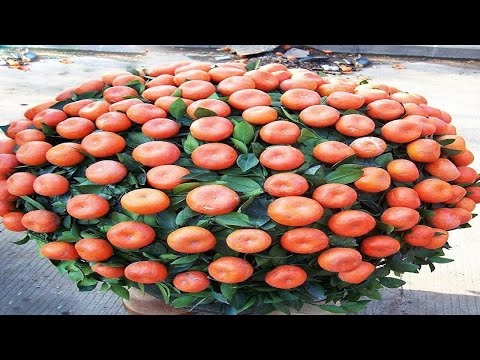 Tipos de frutales para hacer bonsáis maravillosos