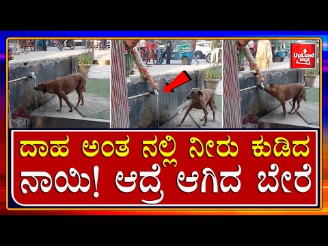 Viral News: Women tries to help street dog/Heart touching video/Kannada viral News updates